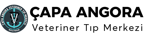 courses